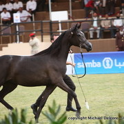 Al Khalediah Arabian Horse Festival Day 1
