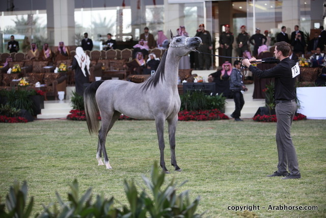 Al Khalediah Arabian Horse Festival Day 1
