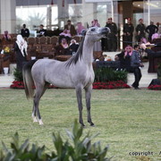 Al Khalediah Arabian Horse Festival Day 1