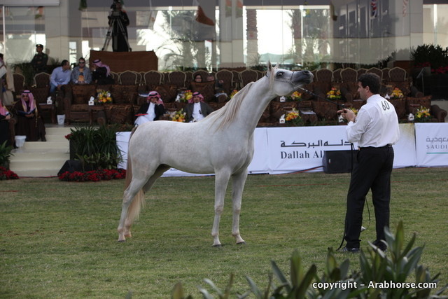 Al Khalediah Arabian Horse Festival Day 1