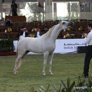 Al Khalediah Arabian Horse Festival Day 1