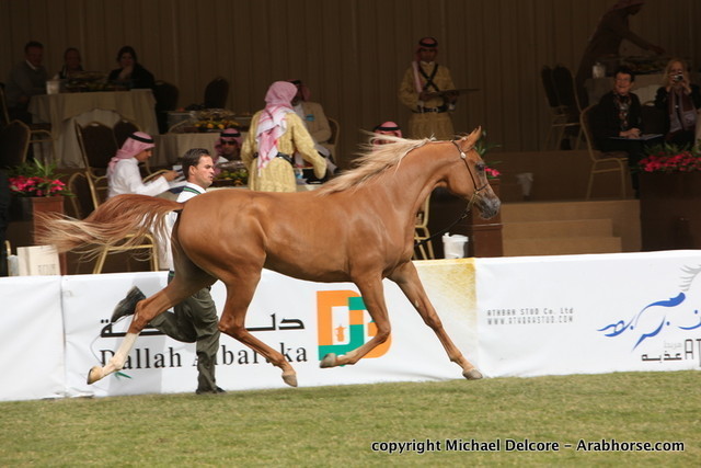 Al Khalediah Arabian Horse Festival Day 1