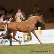 Al Khalediah Arabian Horse Festival Day 1