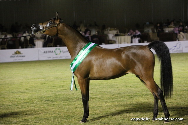Al Khalediah Arabian Horse Festival Day 1
