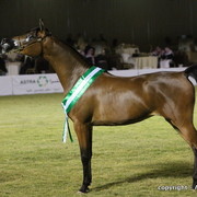 Al Khalediah Arabian Horse Festival Day 1