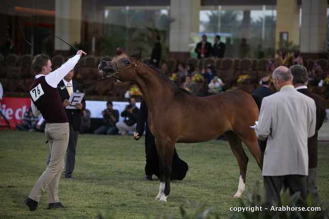 Al Khalediah Arabian Horse Festival Day 1