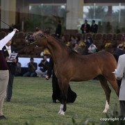 Al Khalediah Arabian Horse Festival Day 1
