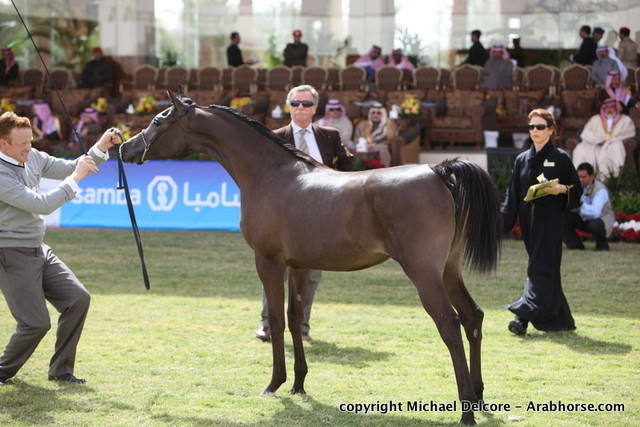 Al Khalediah Arabian Horse Festival Day 1