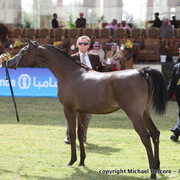 Al Khalediah Arabian Horse Festival Day 1
