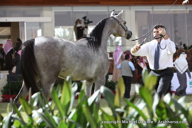 Al Khalediah Arabian Horse Festival Day 1