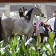 Al Khalediah Arabian Horse Festival Day 1