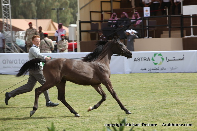 Al Khalediah Arabian Horse Festival Day 1