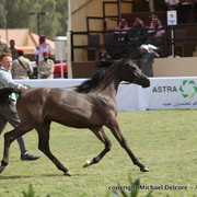 Al Khalediah Arabian Horse Festival Day 1