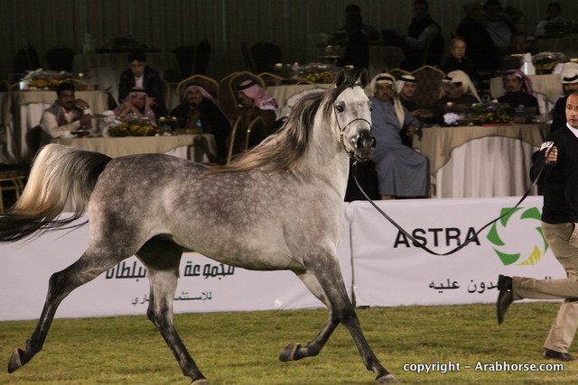 Al Khalediah Arabian Horse Festival Day 1