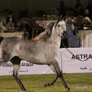 Al Khalediah Arabian Horse Festival Day 1