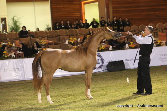 Al Khalediah Arabian Horse Festival Day 1