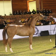 Al Khalediah Arabian Horse Festival Day 1