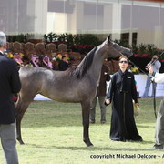 Shahad Al Khamisa by Qais Al Naif