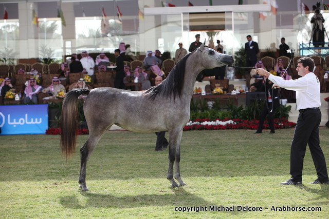 Al Khalediah Arabian Horse Festival Day 1