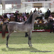 Al Khalediah Arabian Horse Festival Day 1
