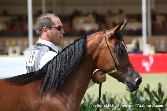 Ghanaj Al Shaqab by Marwan Al Shaqab