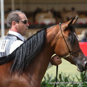 Ghanaj Al Shaqab by Marwan Al Shaqab