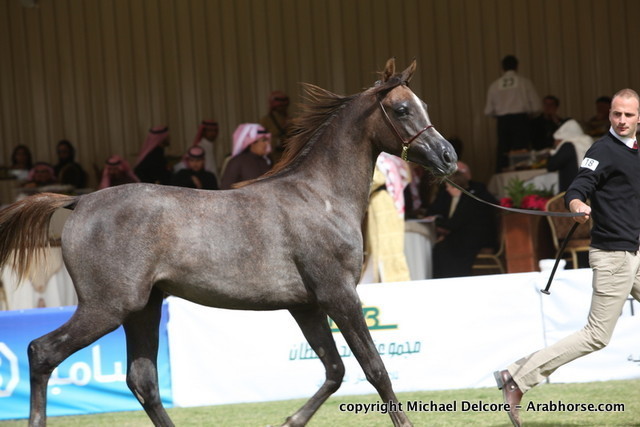 Abeer Al Mohamedia by Farres