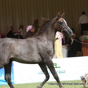 Abeer Al Mohamedia by Farres