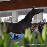 Al Khalediah Arabian Horse Festival Day 1