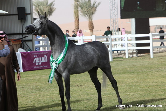 Al Khalediah Arabian Horse Festival Day 2