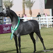 Al Khalediah Arabian Horse Festival Day 2