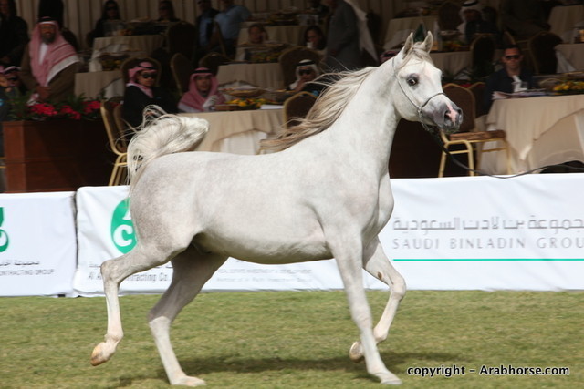 Al Khalediah Arabian Horse Festival Day 2