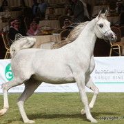 Al Khalediah Arabian Horse Festival Day 2