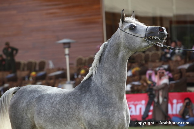 Al Khalediah Arabian Horse Festival Day 2