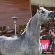 Al Khalediah Arabian Horse Festival Day 2