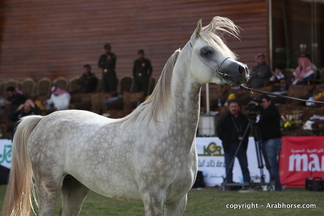 Al Khalediah Arabian Horse Festival Day 2