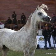 Al Khalediah Arabian Horse Festival Day 2