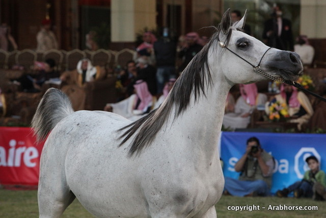 Al Khalediah Arabian Horse Festival Day 2