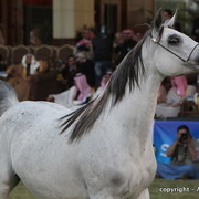 Al Khalediah Arabian Horse Festival Day 2