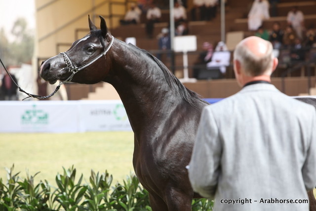 Al Khalediah Arabian Horse Festival Day 2