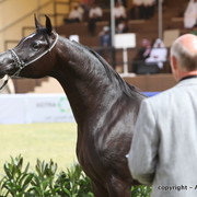 Al Khalediah Arabian Horse Festival Day 2