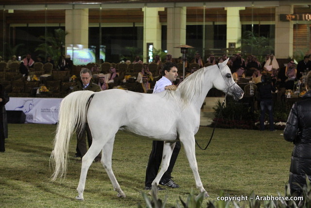 Al Khalediah Arabian Horse Festival Day 2