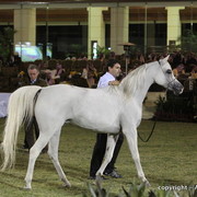 Al Khalediah Arabian Horse Festival Day 2