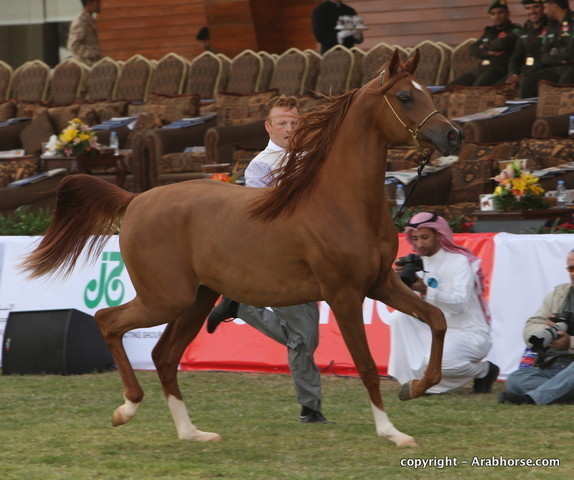 Al Khalediah Arabian Horse Festival Day 2