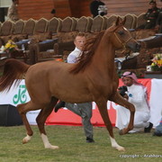 Al Khalediah Arabian Horse Festival Day 2