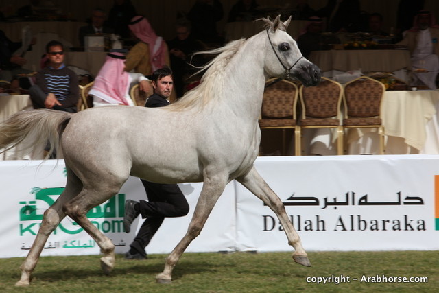 Al Khalediah Arabian Horse Festival Day 2