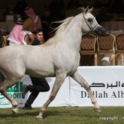 Al Khalediah Arabian Horse Festival Day 2