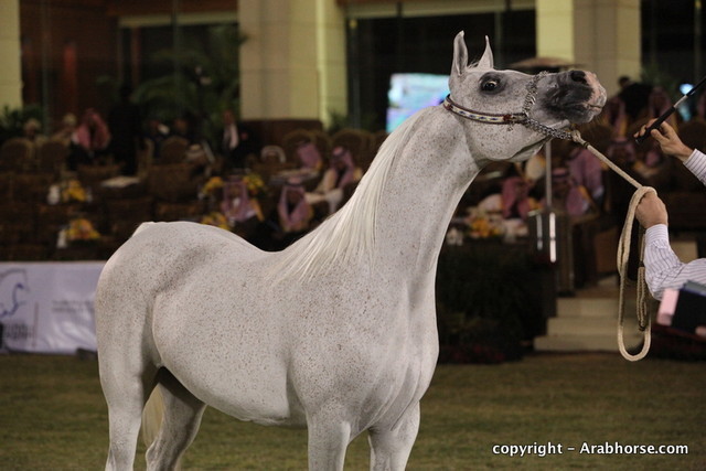 Al Khalediah Arabian Horse Festival Day 2
