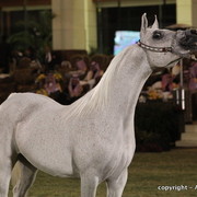 Al Khalediah Arabian Horse Festival Day 2