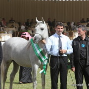 Al Khalediah Arabian Horse Festival Day 2
